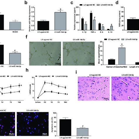 Up Regulation Of MiR 144 5p Facilitates Angiogenesis And Neurological