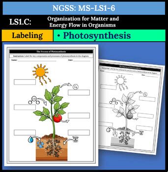 Ngss Ms Ls Photosynthesis Labeling By Markimatics Tpt