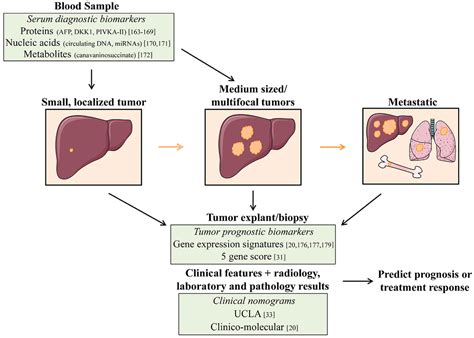 Liver Atlas Diagnosis Hepatocellular Carcinoma Hcc