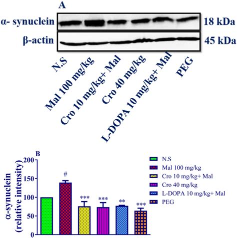 The effect of malathion and crocin on α synuclein protein in rat