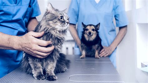 ¿cuáles Son Las Consultas Veterinarias Más Frecuentes En Verano