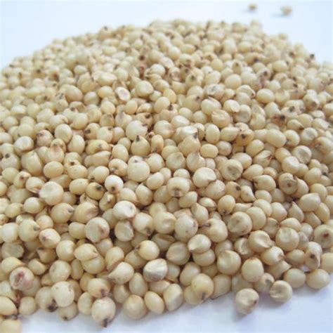 Natural Sorghum Seeds For Cattle Feed Cooking Packaging Size Kg