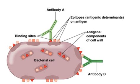 Lecture Adaptive Immunity Flashcards Quizlet