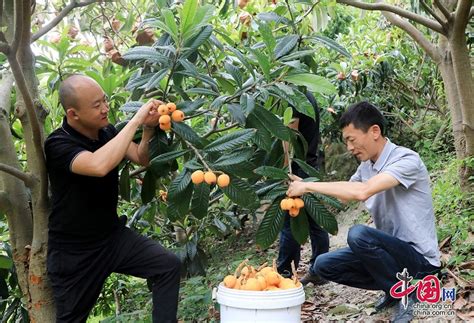 茂县：“金”果飘香 300万斤枇杷新“鲜”上市 中国网