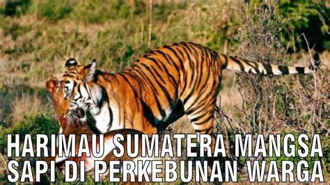 Harimau Sumatera Memangsa Hewan Ternak Sapi Milik Warga Di Perkebunan