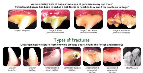 Tips And Tricks For Dog Teeth Care Dog N Treats