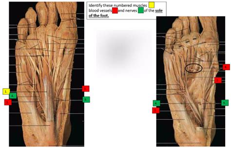 Sole Of Foot Lab Quiz 3 Diagram Quizlet