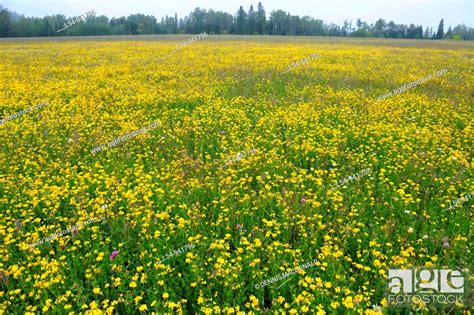 Flower Fields Ontario | Best Flower Site