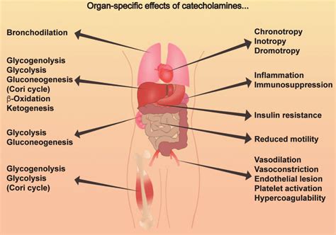 Organ Specific Effects Of Catecholamines Simplified Scheme Of