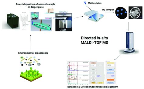 Schematic Representation Of A Direct In Situ Maldi Tof Ms System For Download Scientific