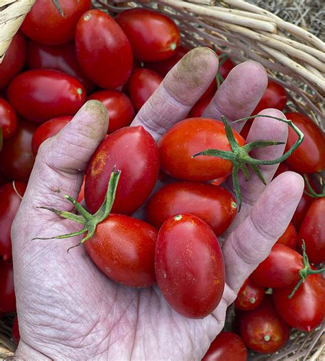 Semillas De Tomate Cherry Pera Rojo Huerta Familiar