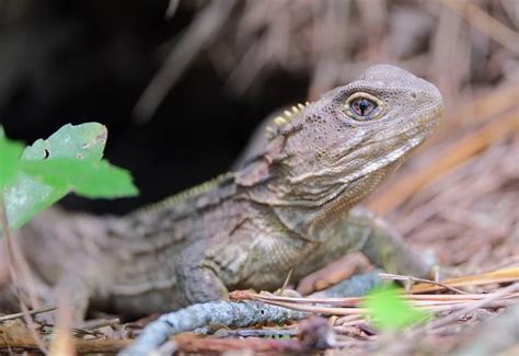 Tuatara - Facts, Diet, Habitat & Pictures on Animalia.bio