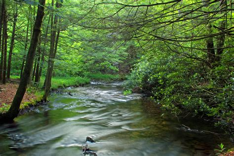 Riparian Cover Sixmile Run Moshannon State Forest Centre Flickr