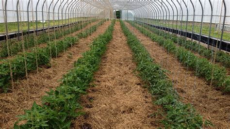 Tomato Varieties Under High Tunnel Open Field Management Vegetable