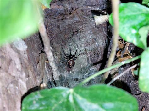 False widow spider warning as baby bitten by UK’s…