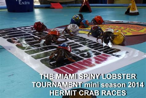 Exciting Crab Races At The Miami Spiny Lobster Tournament