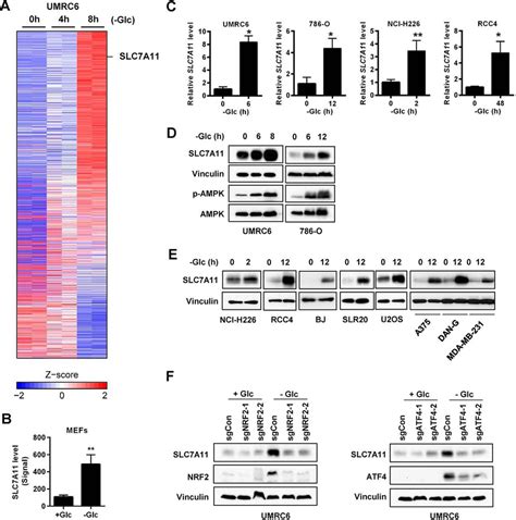 The Glutamate Cystine Antiporter Slc A Xct Enhances Cancer Cell