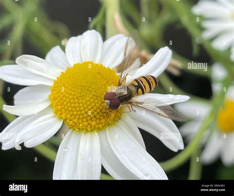 Marmalade Hoverfly Episyrphus Balteatus Female Photo Tony Gale Stock