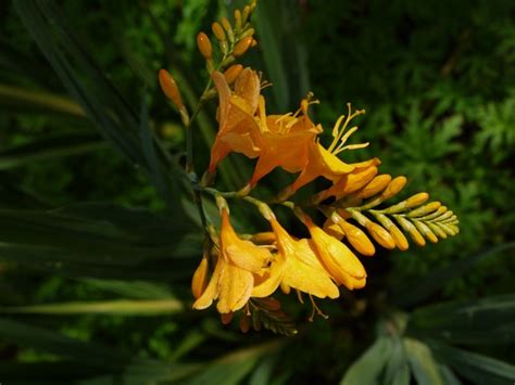 The Freerange Gardener Plant Of The Moment No Crocosmia