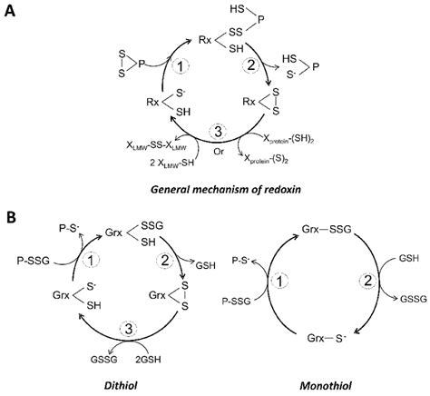 General Catalytic Mechanisms For Monothiol And Dithiol Redoxins A