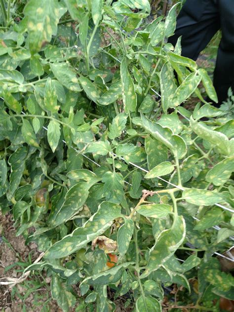 Leaf mold | Purdue University Vegetable Crops Hotline