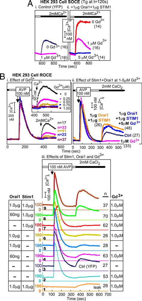 Functional Interactions Among Orai Trpcs And Stim Suggest A Stim