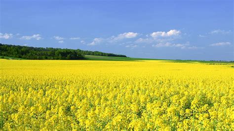 Mustard Oil Banner