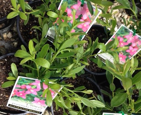 Crowea Exalata Saligna Poorinda Ecstasy Compacta Wholesale Nursery