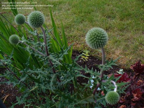 Plantfiles Pictures Globe Thistle Arctic Glow Echinops