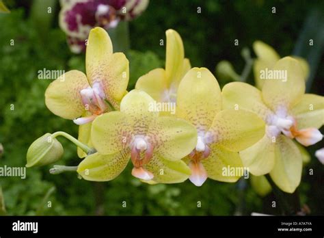 Orchid Phalaenopsis Universal Pride Stock Photo Alamy