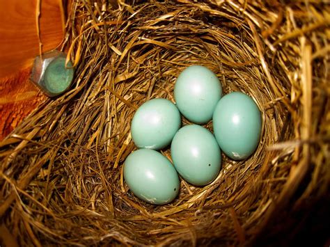 Eastern Bluebird Nesting (Behavior, Eggs, Location + FAQs) | Birdfact