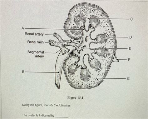 Chapter 15 The Urinary System Flashcards Quizlet