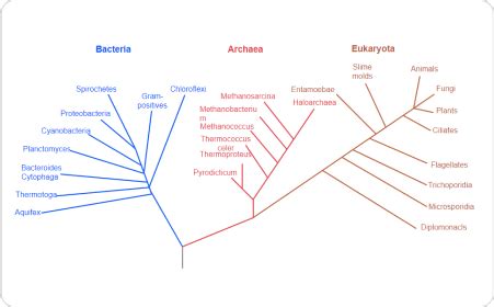 Free Phylogenetic Tree Maker With Free Templates Edrawmax