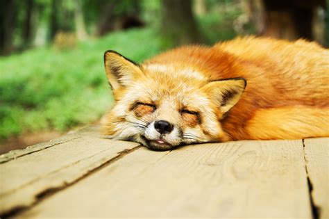 Orange fox during daytime HD wallpaper | Wallpaper Flare