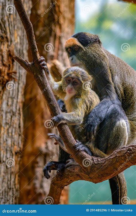 Baby De Brazza S Monkey with Its Mother Sitting on a Tree Stock Photo ...