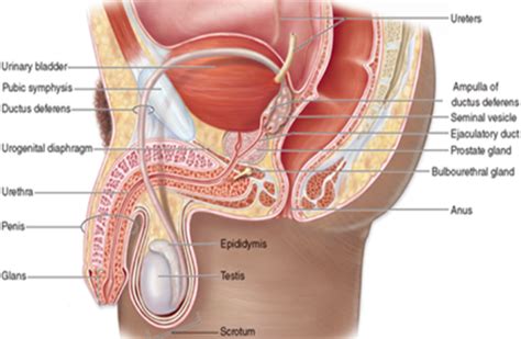 Male Reproductive System Testes Flashcards Quizlet