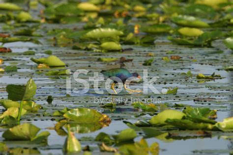 Purple Gallinule Stock Photo | Royalty-Free | FreeImages