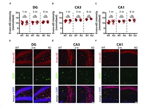 Comparison Of Oxo Dg Signal Intensity Between Wt And Ko Mice In