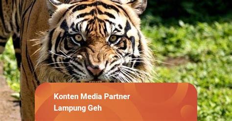 Warga Lampung Diimbau Pakai Topi Terbalik Cegah Serangan Harimau Ini