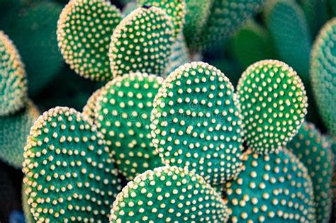 Close Up Of Opuntia Microdasys Albispina Or Bunny Ear Cactus Plant