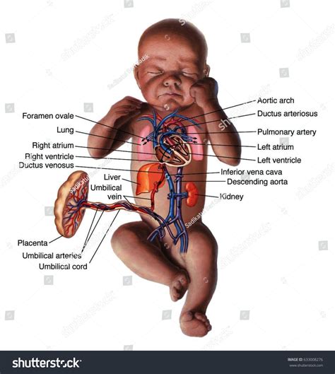 Fetal Blood Circulation Flow Chart Stock Illustration