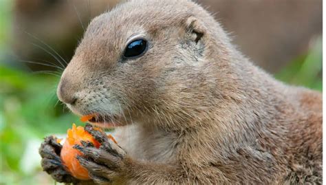 Gopher bites: do gophers bite humans? | Gopher Nuts