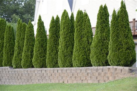 Planting Green Giant Arborvitae Hedge