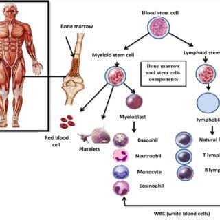 Bone marrow and stem cells components. | Download Scientific Diagram