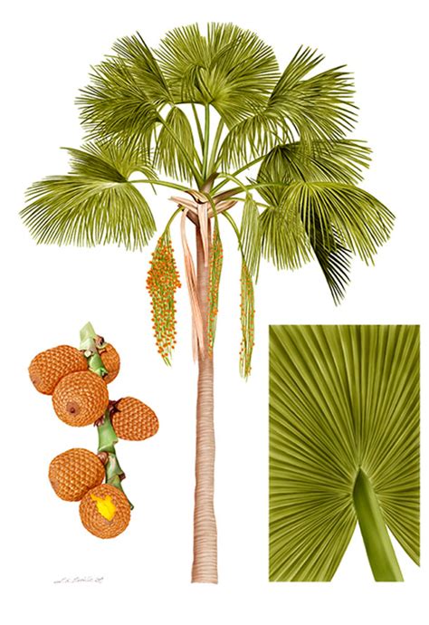 Plant Illustration Botanical Illustration Botanical Art Digital