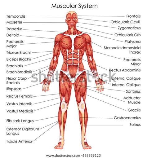 Muscular System Diagram With Labels