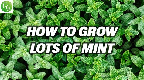 Mint Mastery Grow Abundant Mint Varieties Easily Complete Herb