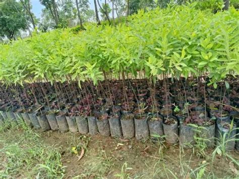 White Well Drained Red Sandalwood Plants Chandan For Medicinal At Rs