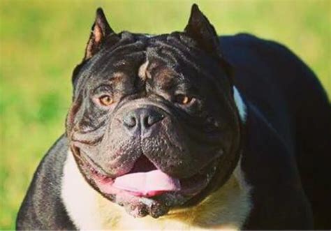 Reino Unido prohibirá los perros de la raza American Bully XL tras