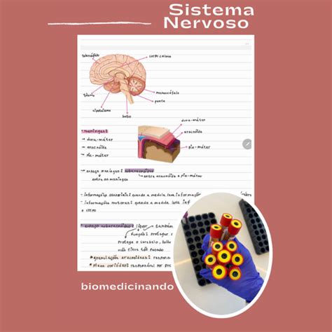 Study Resumos Sistema Nervoso Nayara Rocha Araujo Hotmart